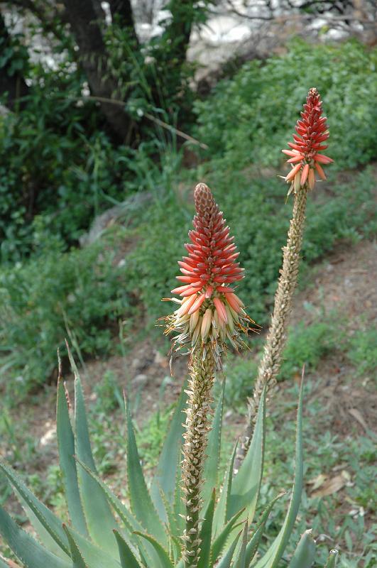 2008-04-26.08.DSC_4920.jpg - une fleur de cactus